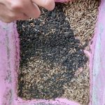 Ayo Kenali Magot, Solusi Pengurai Sampah Ala UAD