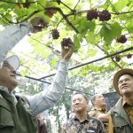 Kualitas Bersaing dan Dilirik Pasar! Gapoktan Ranting’s Anggur